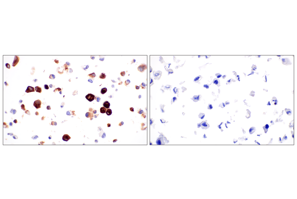 Immunohistochemistry Image 6: CLCA1 (E4Y1J) Rabbit Monoclonal Antibody