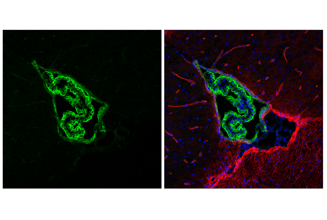Immunofluorescence Image 1: Occludin (E6B4R) Rabbit Monoclonal Antibody (BSA and Azide Free)