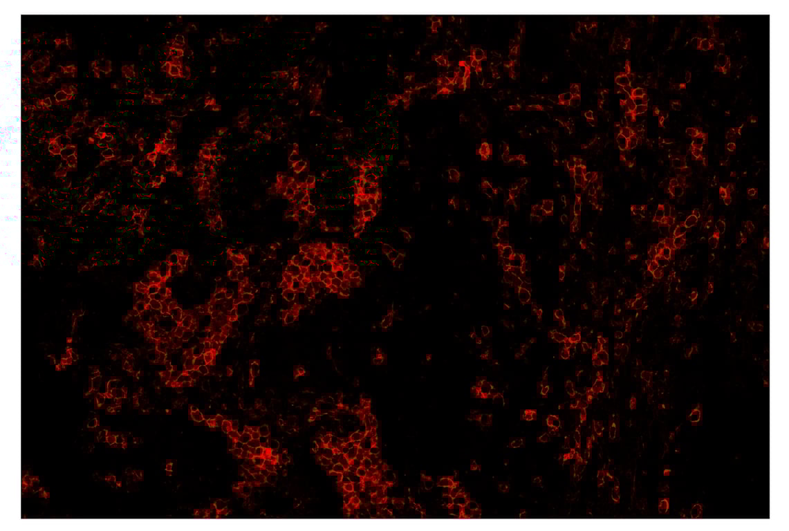 Immunohistochemistry Image 4: CD11c (D3V1E) & CO-0017-594 SignalStar<sup>™</sup> Oligo-Antibody Pair