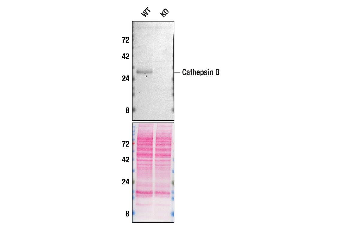 undefined Image 21: Mouse Reactive Alzheimer's Disease Model Microglia Phenotyping IF Antibody Sampler Kit