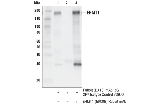 Immunoprecipitation Image 1: EHMT1 (E6Q8B) Rabbit Monoclonal Antibody