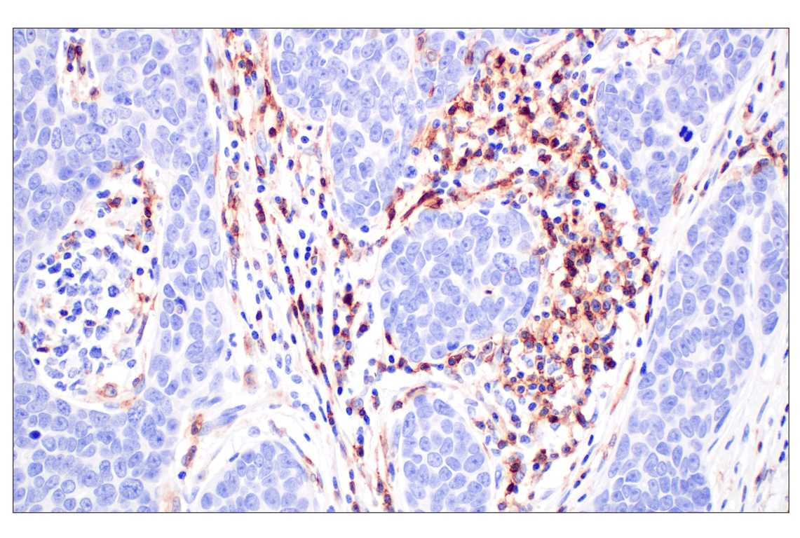 Immunohistochemistry Image 2: CD4 (MSVA-004R) Rabbit Monoclonal Antibody