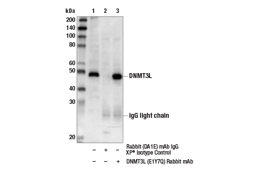 Immunoprecipitation Image 1: DNMT3L (E1Y7Q) Rabbit Monoclonal Antibody
