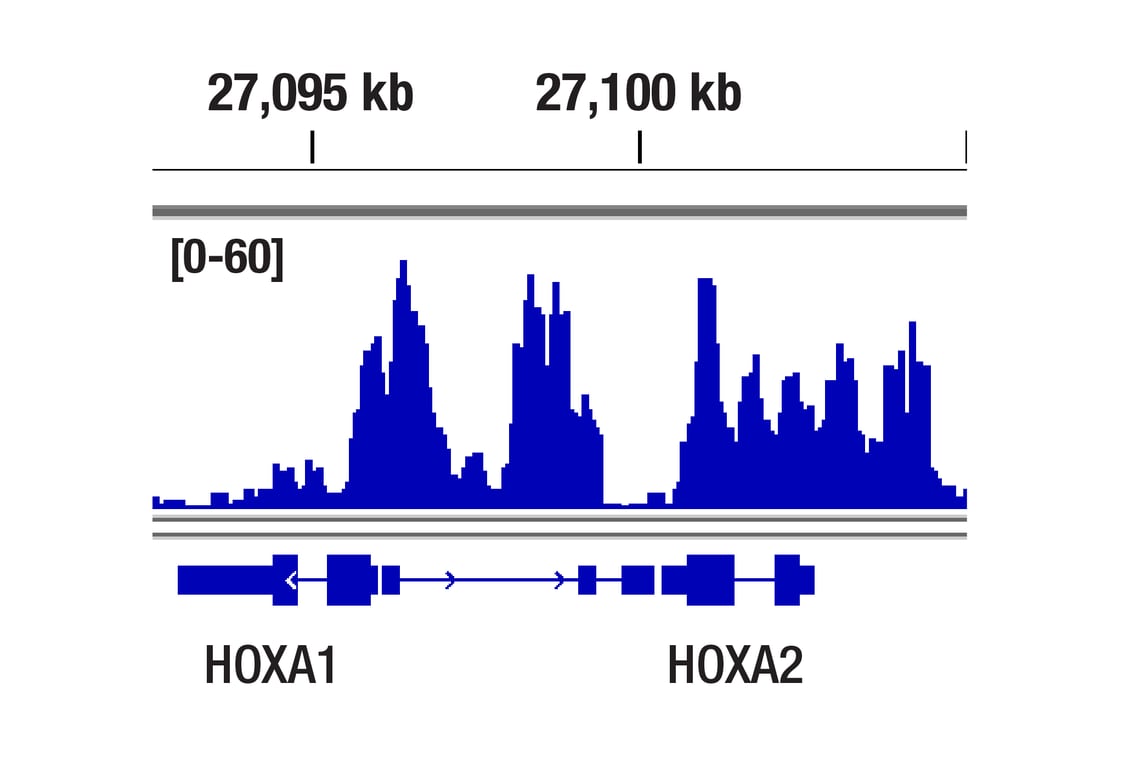 CUT & Tag Image 1: EED (E4L6E) Rabbit Monoclonal Antibody