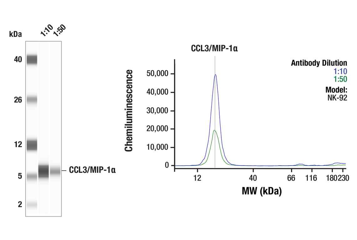 Western Blotting Image 1: CCL3/MIP-1 alpha (F3I3P) Rabbit Monoclonal Antibody