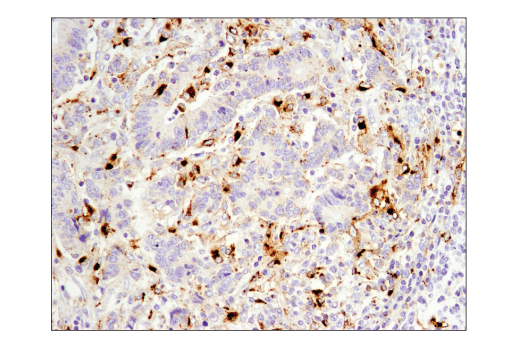 Immunohistochemistry Image 1: OX40L (D6K7R) Rabbit Monoclonal Antibody (BSA and Azide Free)