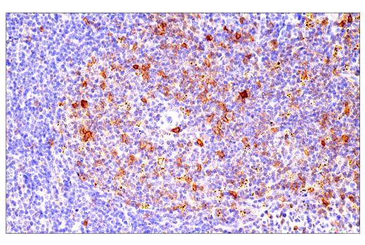 Immunohistochemistry Image 3: ICOS (E5F7E) Rabbit Monoclonal Antibody