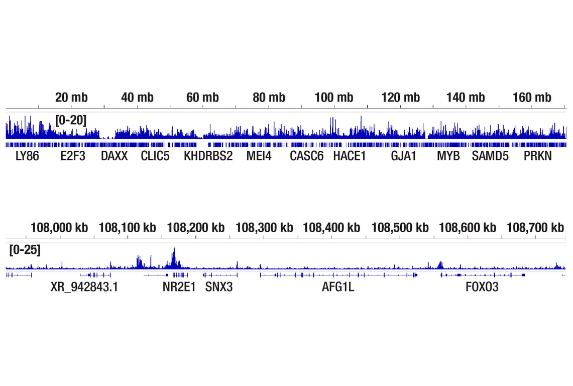 CUT & RUN Image 2: Phospho-Ezh2 (Thr345) (E7T7K) Rabbit Monoclonal Antibody