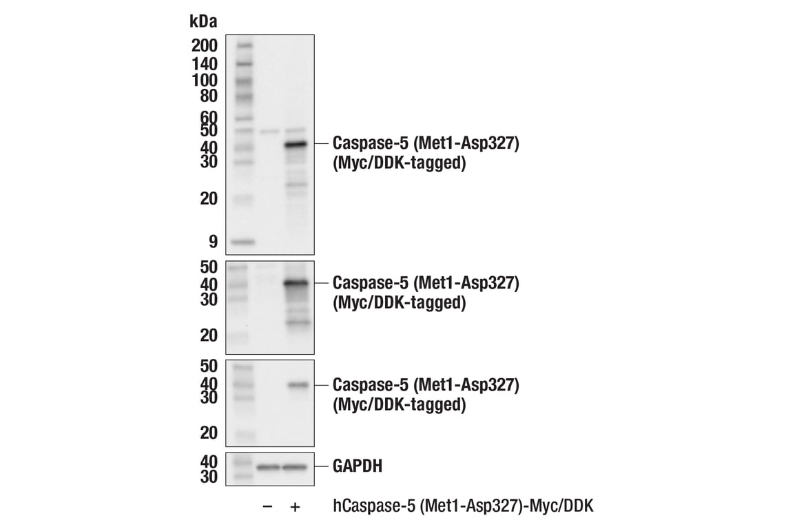 Western Blotting Image 3: Cleaved Caspase-4 (Asp270)/Caspase-5 (Asp327) (F3Q2F) Rabbit Monoclonal Antibody