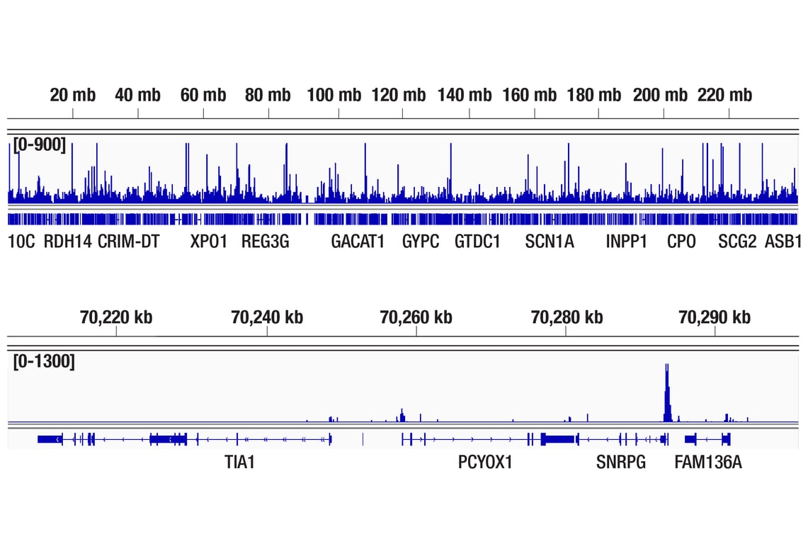 CUT & Tag Image 2: Brn2/POU3F2 (D2C1L) Rabbit Monoclonal Antibody