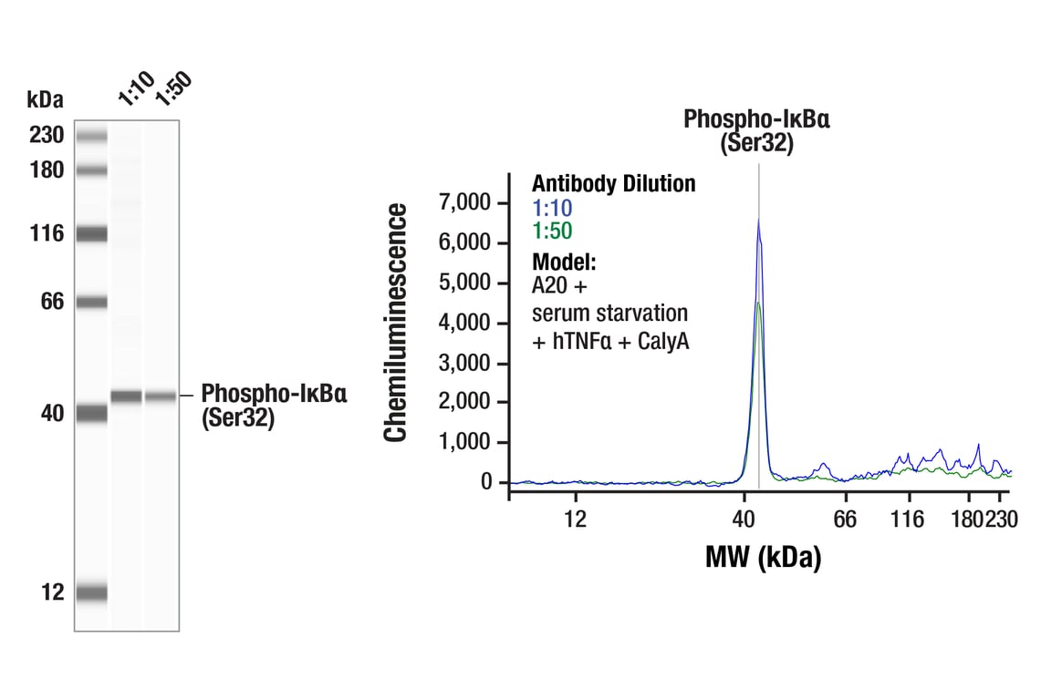 Western Blotting Image 1: Phospho-IkappaB alpha (Ser32) (14D4) Rabbit Monoclonal Antibody
