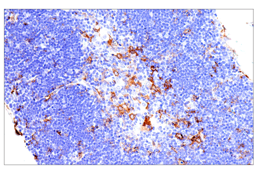 Immunohistochemistry Image 11: FcR gamma (E6Y1A) Rabbit Monoclonal Antibody (BSA and Azide Free)