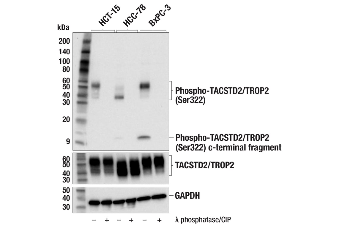 Western Blotting Image 2: Phospho-TACSTD2/TROP2 (Ser322) Antibody