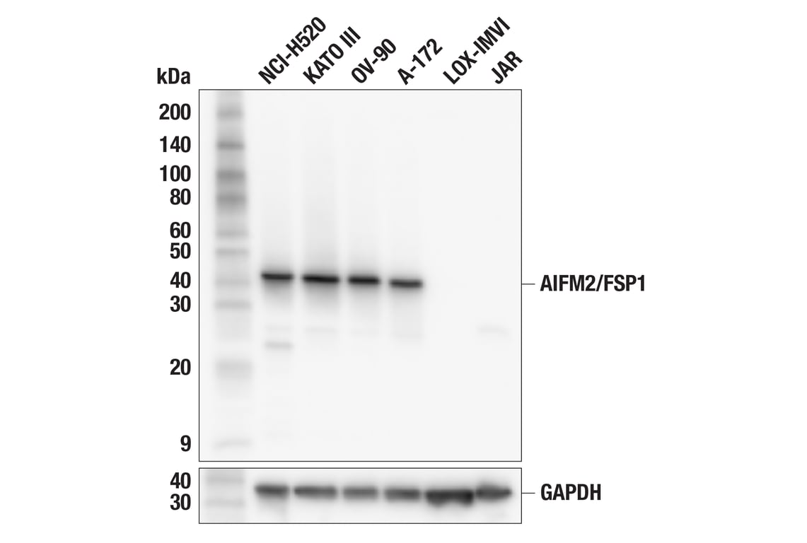 Western Blotting Image 1: AIFM2/FSP1 (F7A3L) Rabbit mAb