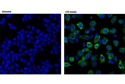 Immunofluorescence Image 1: Cox2 (D5H5) Rabbit Monoclonal Antibody