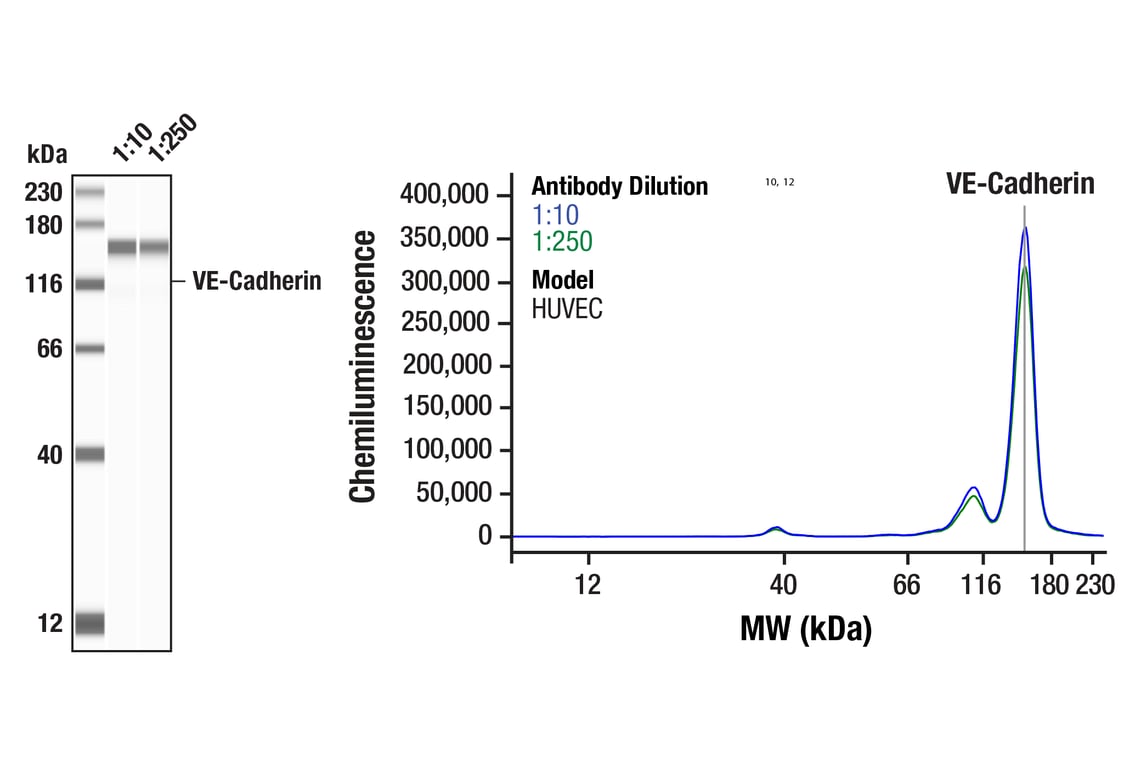 Western Blotting Image 1: VE-Cadherin (D87F2) Rabbit Monoclonal Antibody