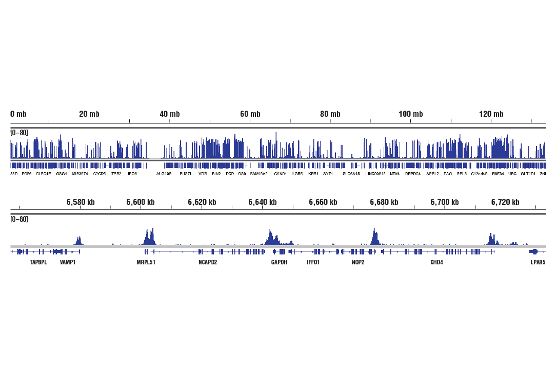 CUT & RUN Image 2: Tri-Methyl-Histone H3 (Lys4) (C42D8) Rabbit Monoclonal Antibody