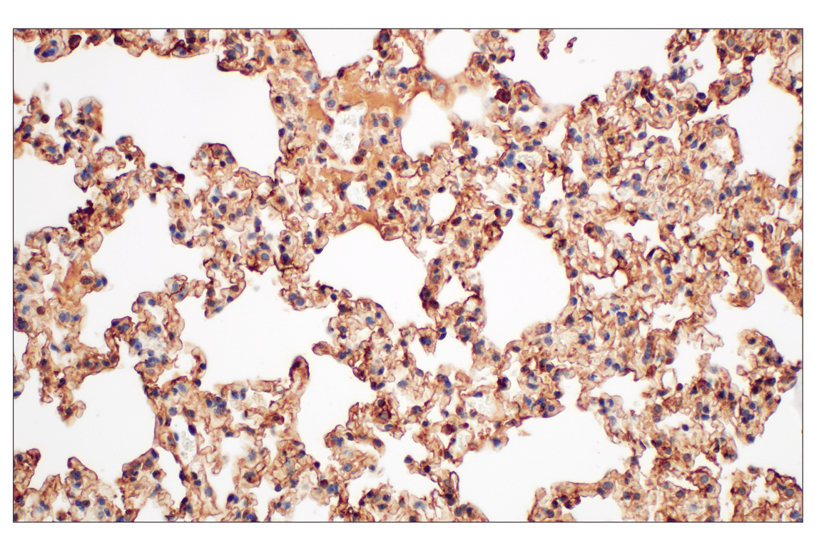 Immunohistochemistry Image 11: Annexin V (E3W8V) Rabbit Monoclonal Antibody (BSA and Azide Free)