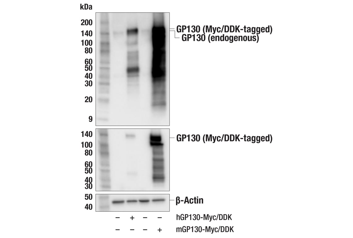 Western Blotting Image 3: GP130 (E6X8S) Rabbit Monoclonal Antibody