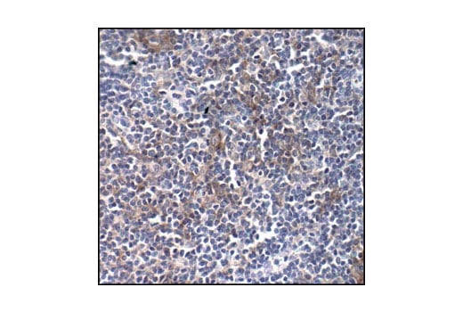 Immunohistochemistry Image 4: Src (36D10) Rabbit Monoclonal Antibody (BSA and Azide Free)