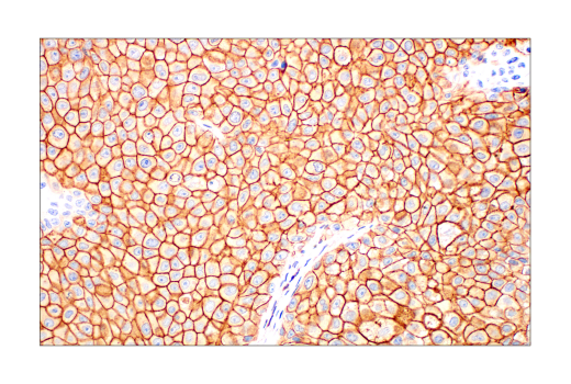 Immunohistochemistry Image 3: Phospho-Tyrosine (4G10) Mouse Monoclonal Antibody