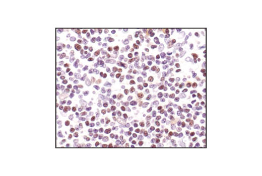 Immunohistochemistry Image 3: CREB (48H2) Rabbit Monoclonal Antibody (BSA and Azide Free)