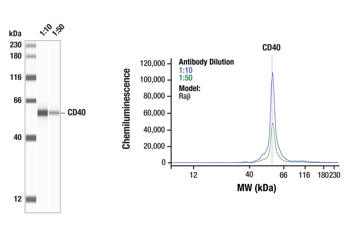 Western Blotting Image 1: CD40 (D8W3N) Rabbit Monoclonal Antibody