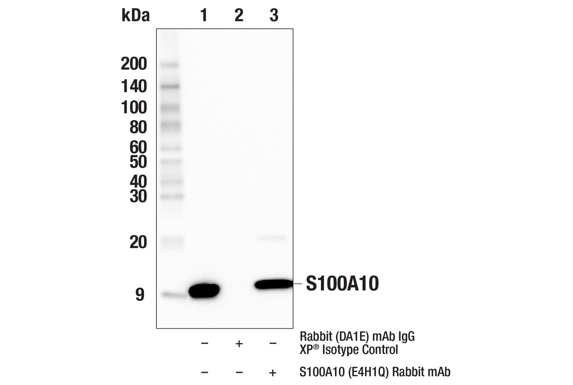 Immunoprecipitation Image 2: S100A10 (E4H1Q) Rabbit Monoclonal Antibody