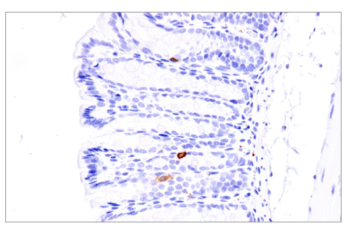 Immunohistochemistry Image 10: Somatostatin (F8W1R) Rabbit Monoclonal Antibody