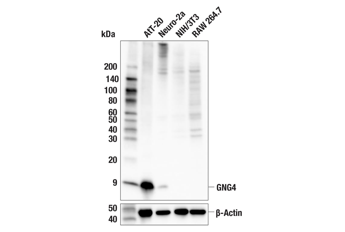 Western Blotting Image 2: GNG4 (E5O7M) Rabbit Monoclonal Antibody