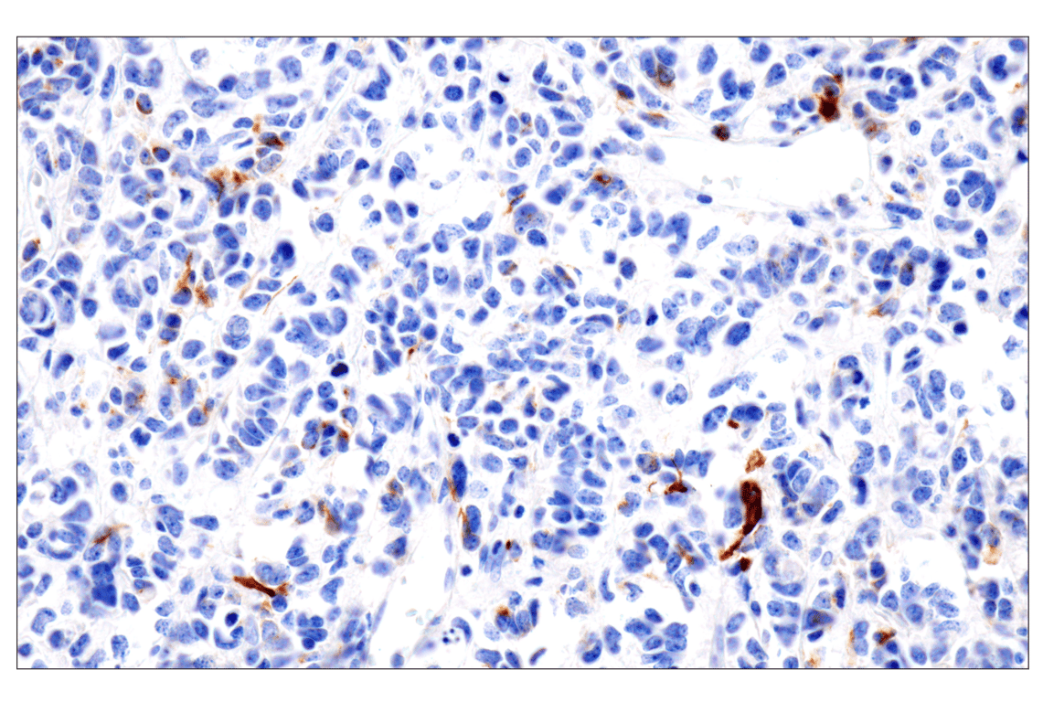 Immunohistochemistry Image 2: GFAP (E4L7M) Rabbit Monoclonal Antibody