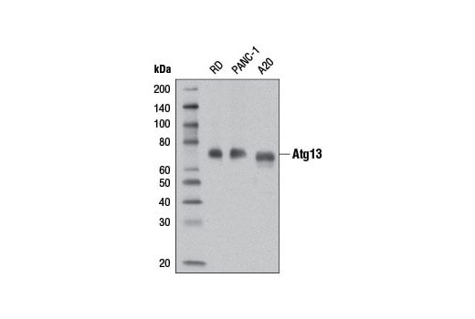 Western Blotting Image 3: Atg13 (D4P1K) Rabbit Monoclonal Antibody (Biotinylated)