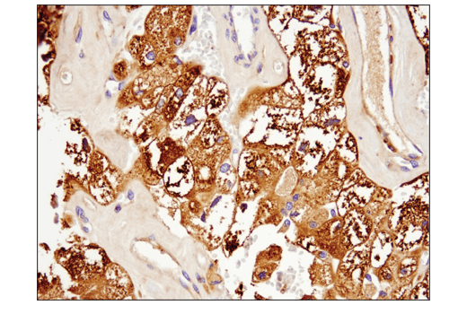 Immunohistochemistry Image 4: Rab7 (E9O7E) Mouse Monoclonal Antibody