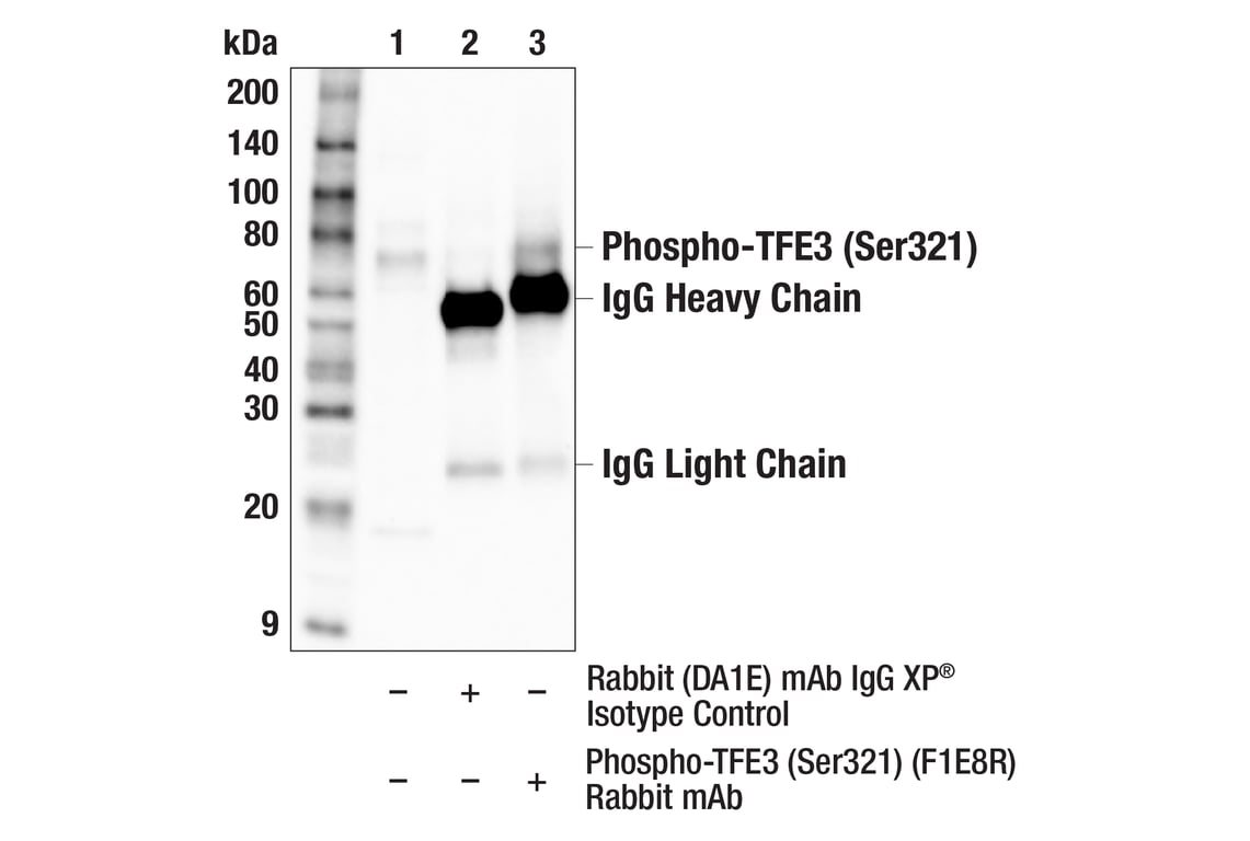 Immunoprecipitation Image 1: Phospho-TFE3 (Ser321) (F1E8R) Rabbit Monoclonal Antibody