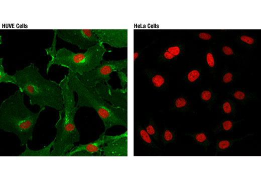 Immunofluorescence Image 1: eNOS (D9A5L) Rabbit Monoclonal Antibody (BSA and Azide Free)