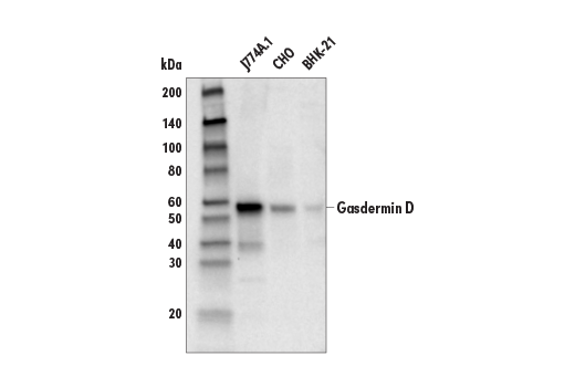 Western Blotting Image 7: Gasdermin D (E9S1X) Rabbit Monoclonal Antibody