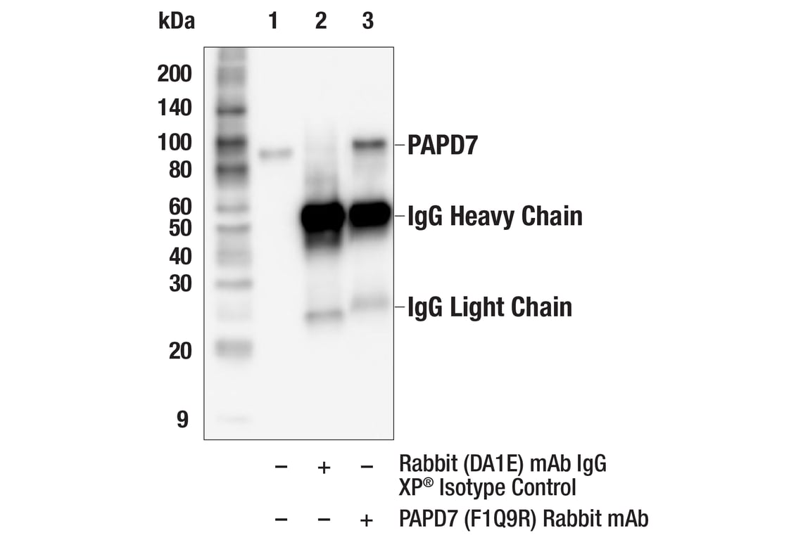 Immunoprecipitation Image 1: PAPD7 (F1Q9R) Rabbit Monoclonal Antibody