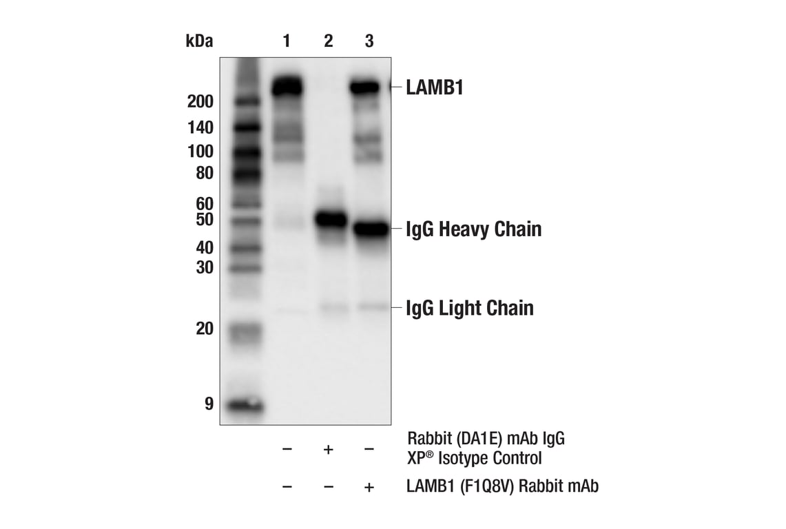 Immunoprecipitation Image 1: LAMB1 (F1Q8V) Rabbit Monoclonal Antibody
