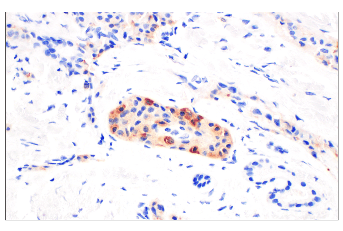 Immunohistochemistry Image 2: CHGA (F7D6H) Rabbit Monoclonal Antibody (BSA and Azide Free)