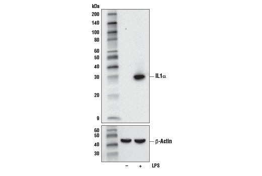 Western Blotting Image 1: IL-1α (D4F3S) Rabbit mAb