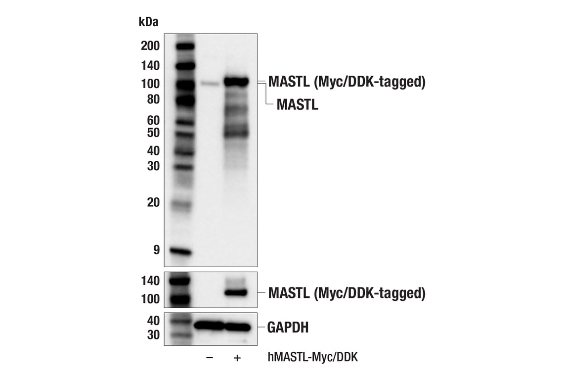 Western Blotting Image 2: MASTL (F7I2C) Rabbit Monoclonal Antibody