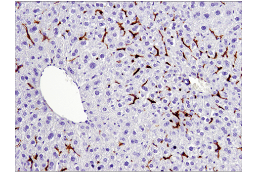 Immunohistochemistry Image 1: F4/80 (D2S9R) Rabbit Monoclonal Antibody