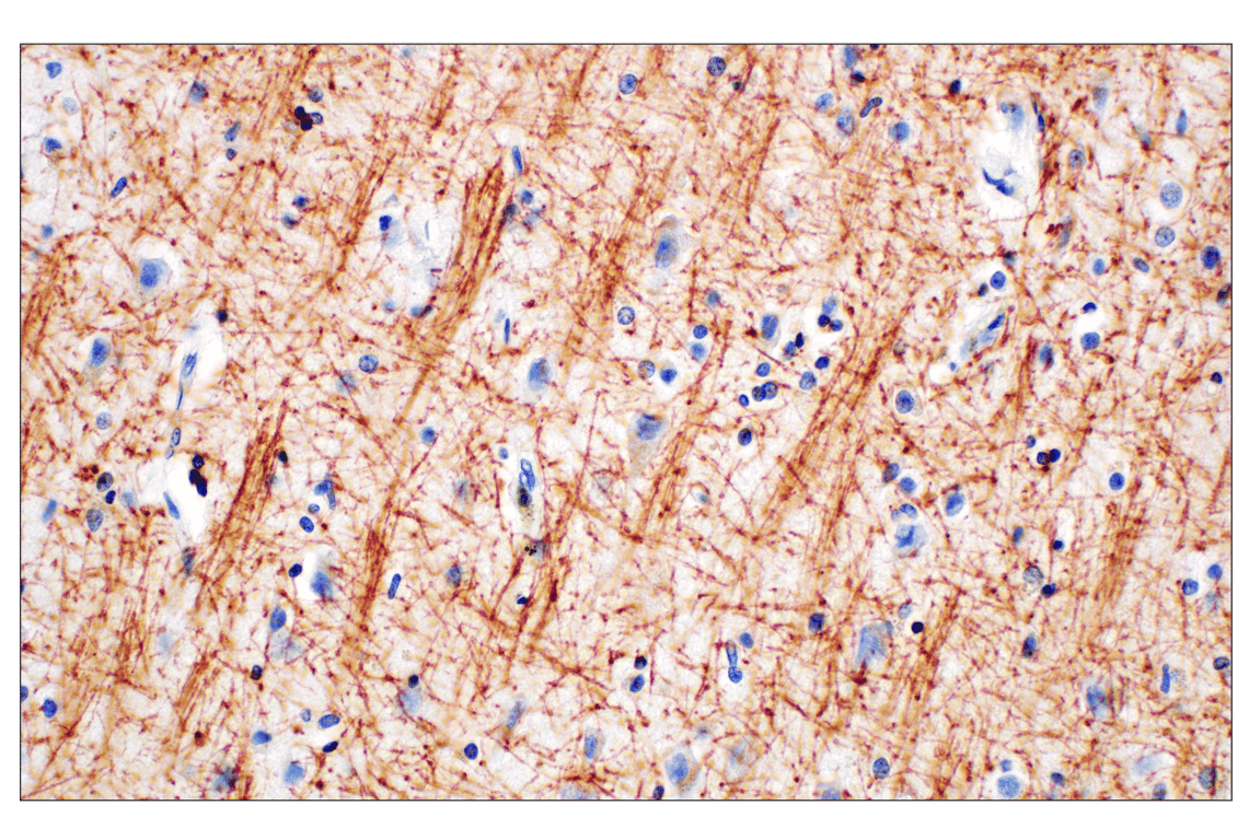 Immunohistochemistry Image 1: PLP1 (E9V1N) Rabbit Monoclonal Antibody