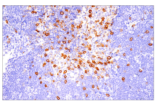 Immunohistochemistry Image 7: ICOS (E5F7E) Rabbit Monoclonal Antibody (BSA and Azide Free)
