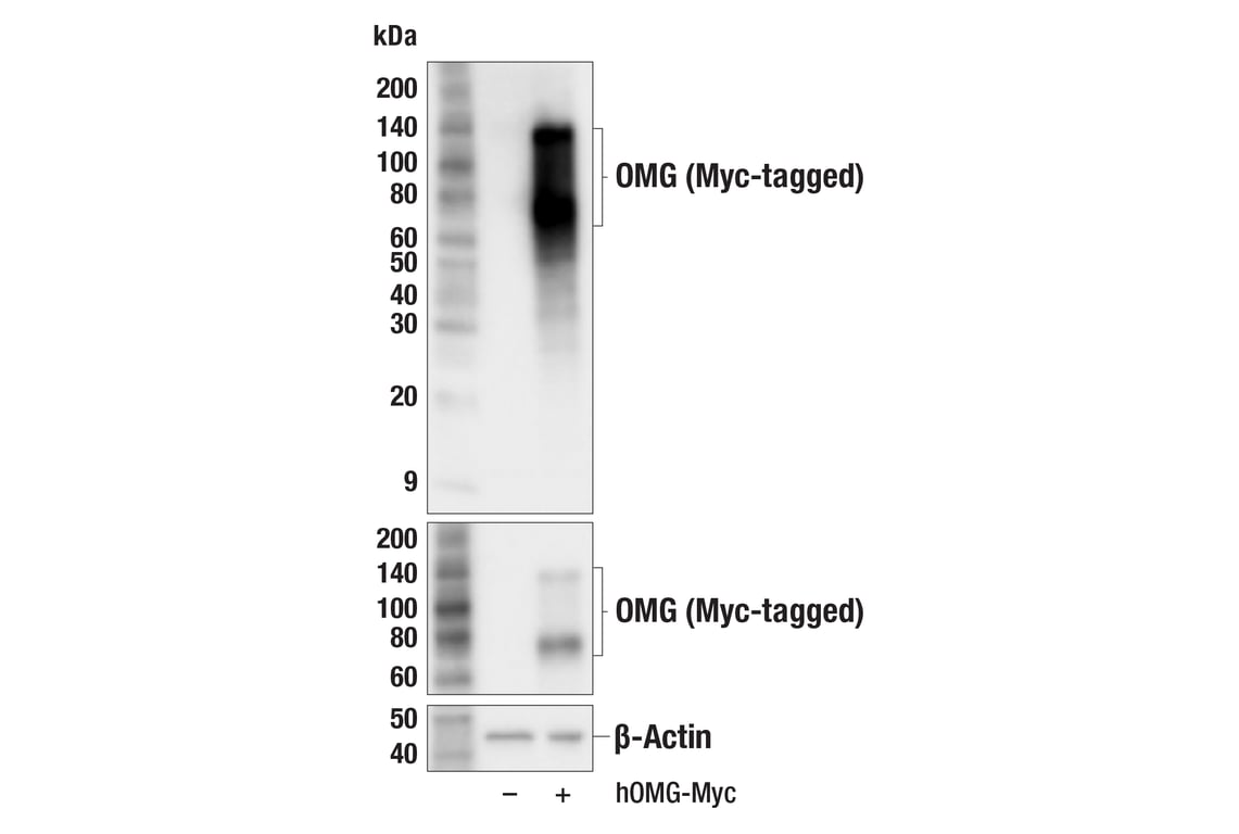 Western Blotting Image 3: OMG (F9N5O) Rabbit Monoclonal Antibody