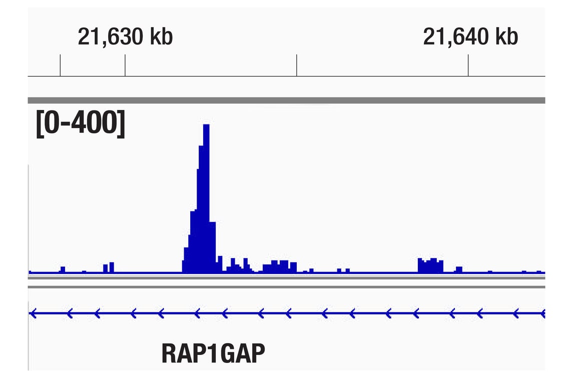CUT & Tag Image 1: GATA-2 (E8B5C) Rabbit Monoclonal Antibody