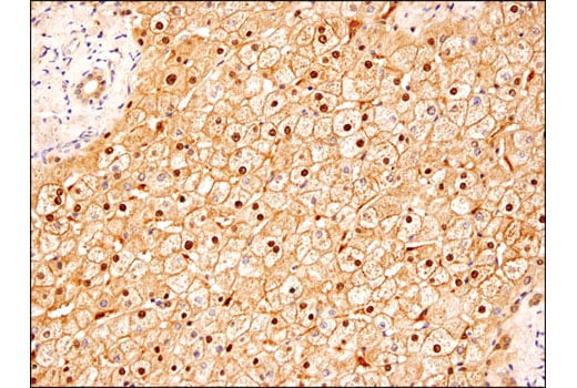 Immunohistochemistry Image 2: COMT (D4N6M) Rabbit Monoclonal Antibody (BSA and Azide Free)