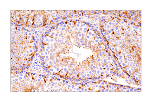 Immunohistochemistry Image 9: Connexin 43 (E7N2R) XP<sup>®</sup> Rabbit mAb (BSA and Azide Free)