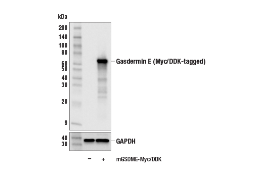 Western Blotting Image 3: Gasdermin E (E1C5B) Rabbit Monoclonal Antibody