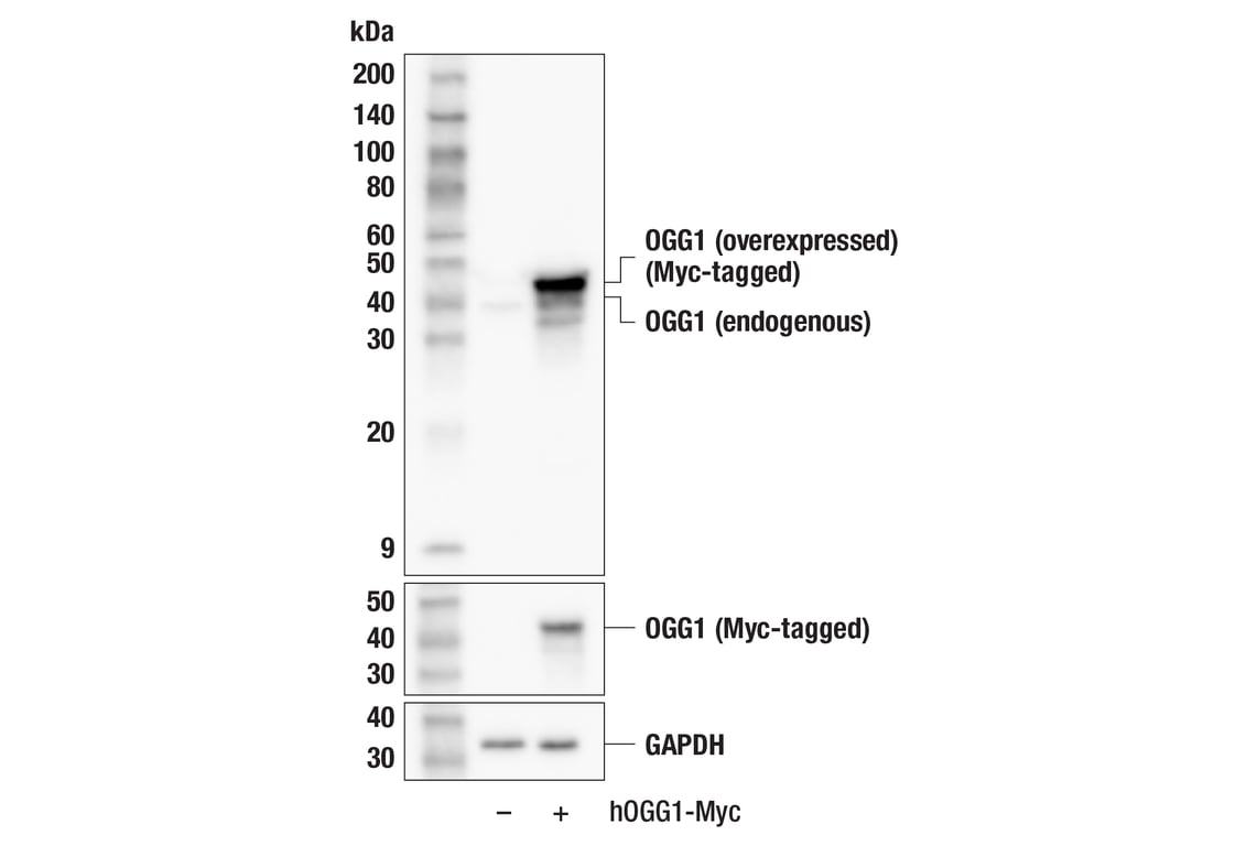 Western Blotting Image 3: OGG1 (E4R5L) Rabbit Monoclonal Antibody